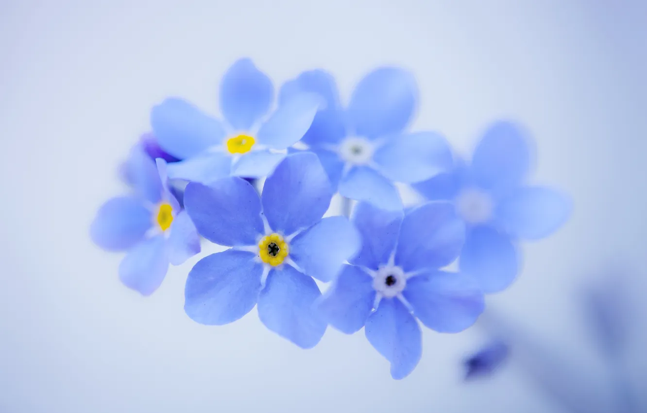 Фото обои цветы, фон, лепестки, голубые, незабудки