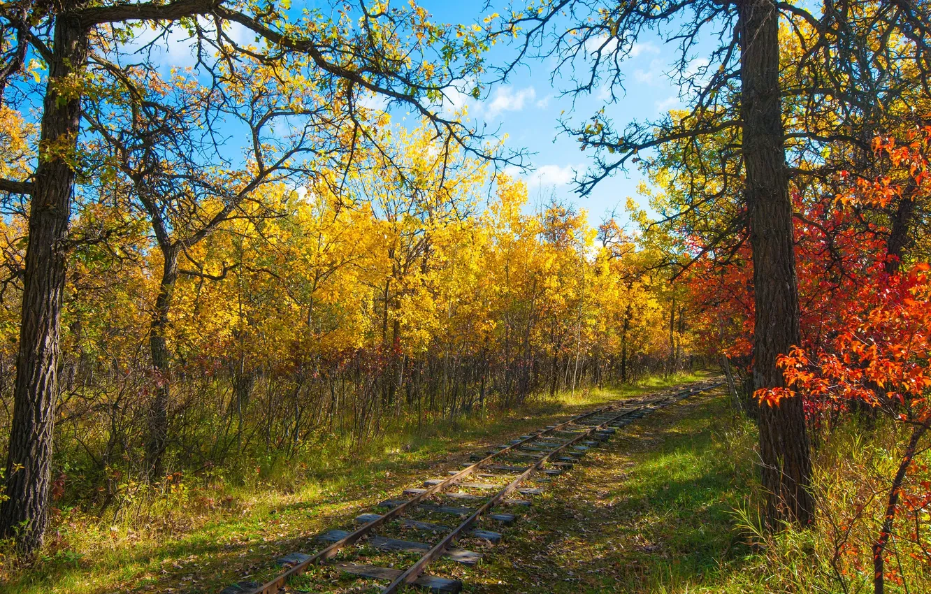 Фото обои осень, лес, деревья, рельсы