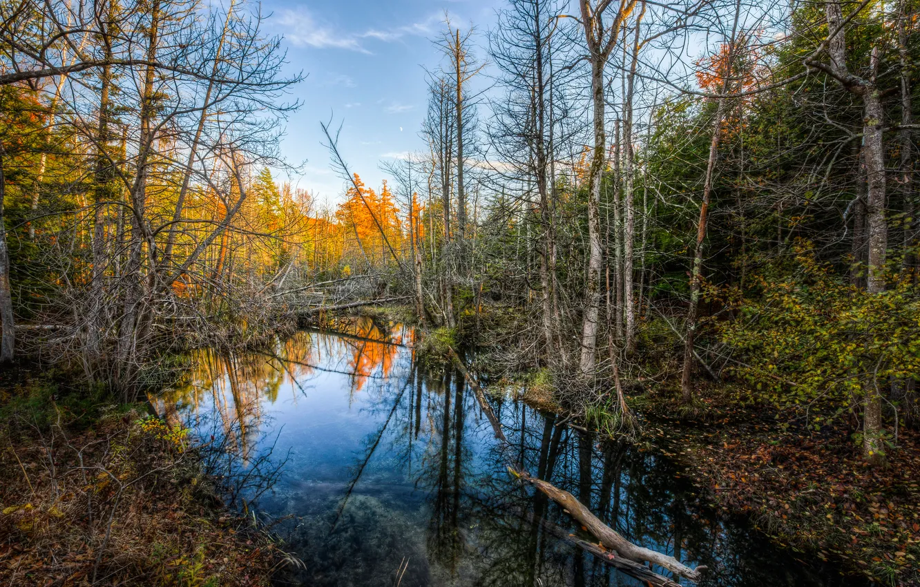 Фото обои осень, лес, небо, деревья, река