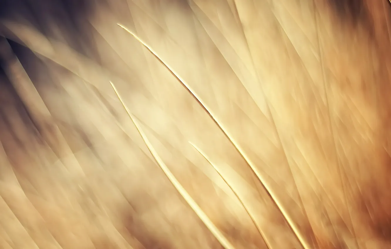 Фото обои трава, свет, размытие