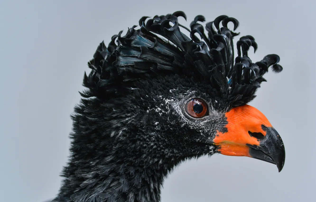 Фото обои animals, bird, animal, black Eagle, black curassow