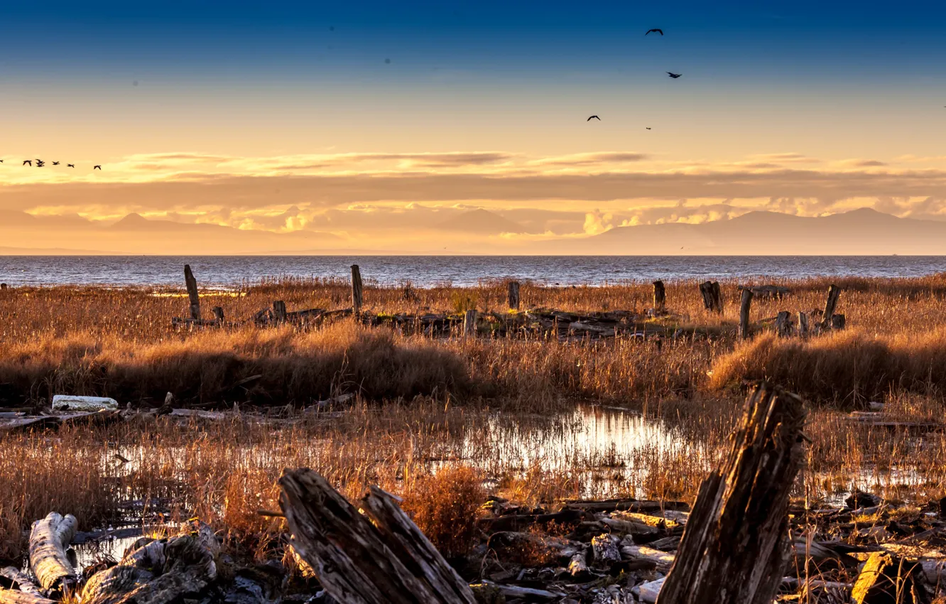 Фото обои sea, flying, sunset, seascape, mountains, clouds, horizon, ducks