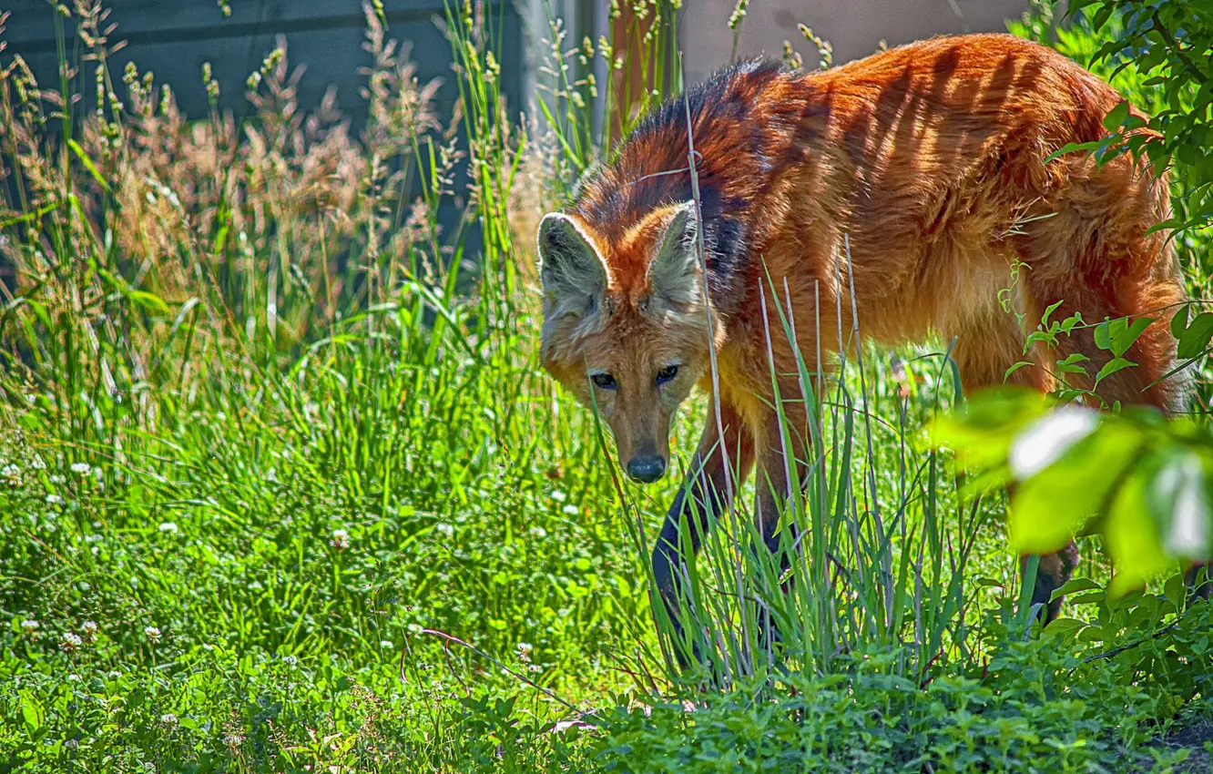 Фото обои fox, Hunting, sout america, Mane Wolf