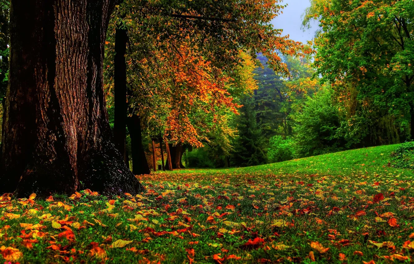 Фото обои осень, лес, трава, листопад