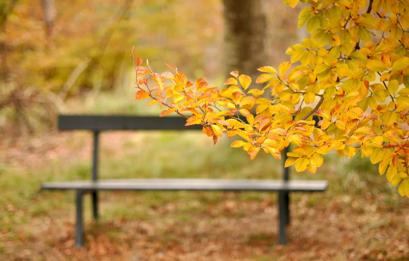 Фото обои осень, листья, скамейка, парк, ветка, желтые