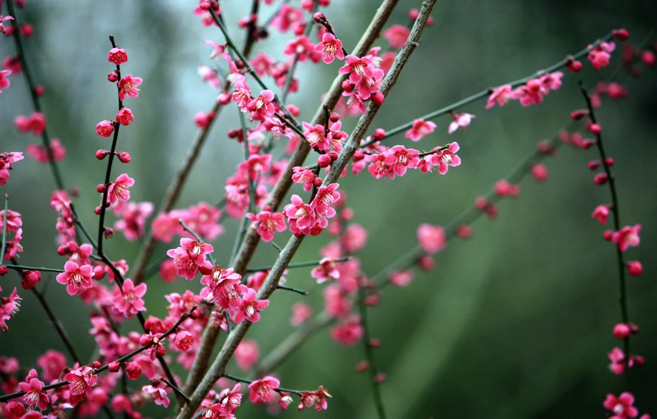 Фото обои Nature, Sakura, Flowers