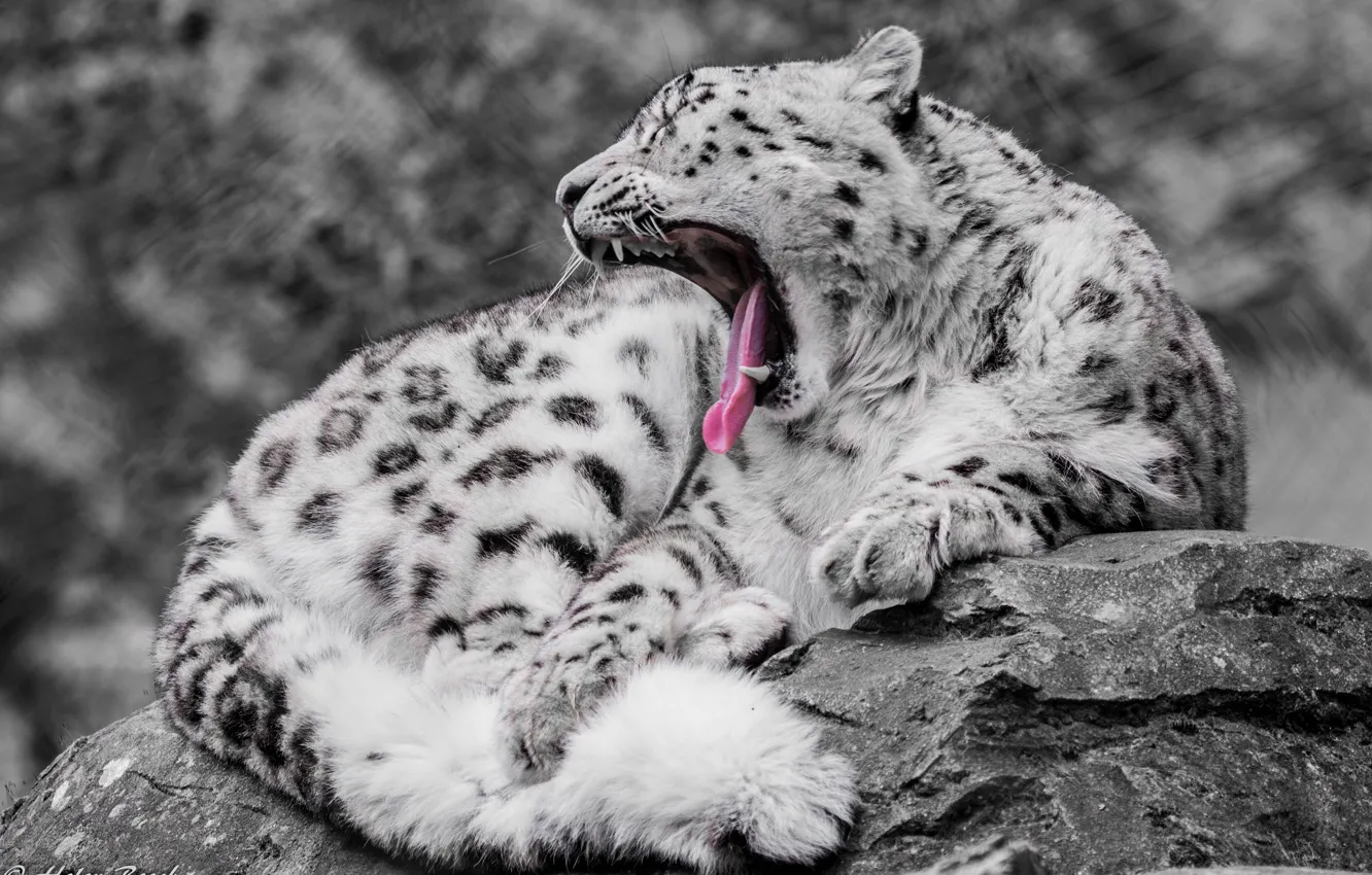 Фото обои хищник, ирбис, снежный барс, дикая кошка, зевает