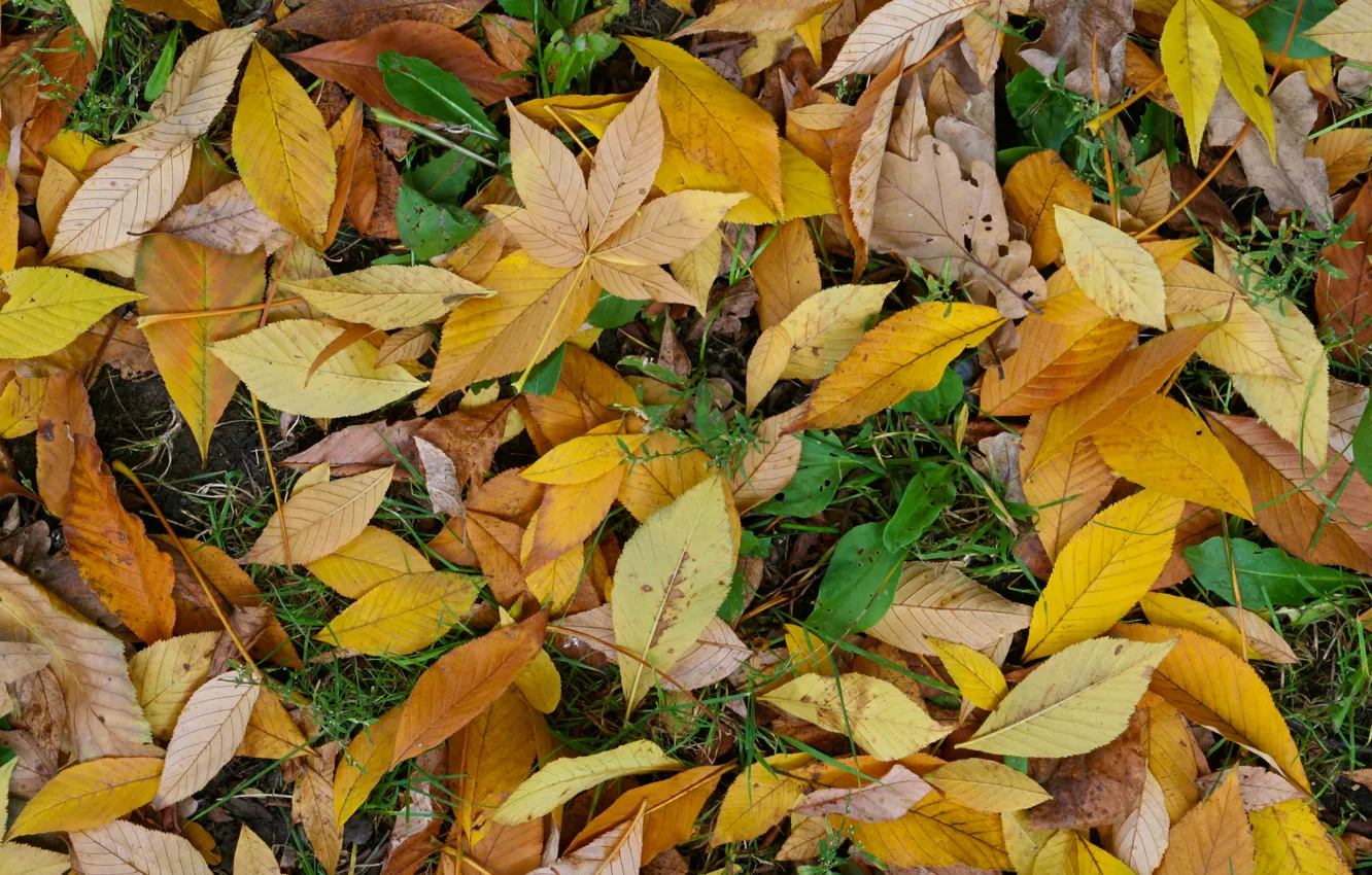 Фото обои green, yellow, autumn, leaf