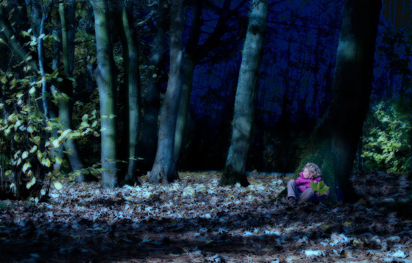 Фото обои лес, ночь, одиночество, страх, сон
