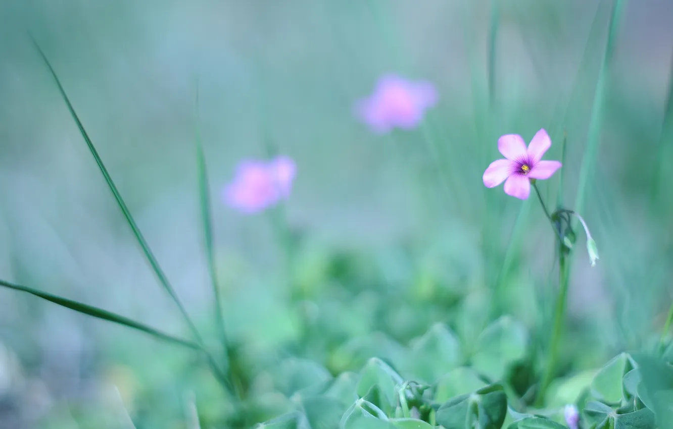 Фото обои зелень, цветок, трава, макро, природа, зеленый, розовый, нежность