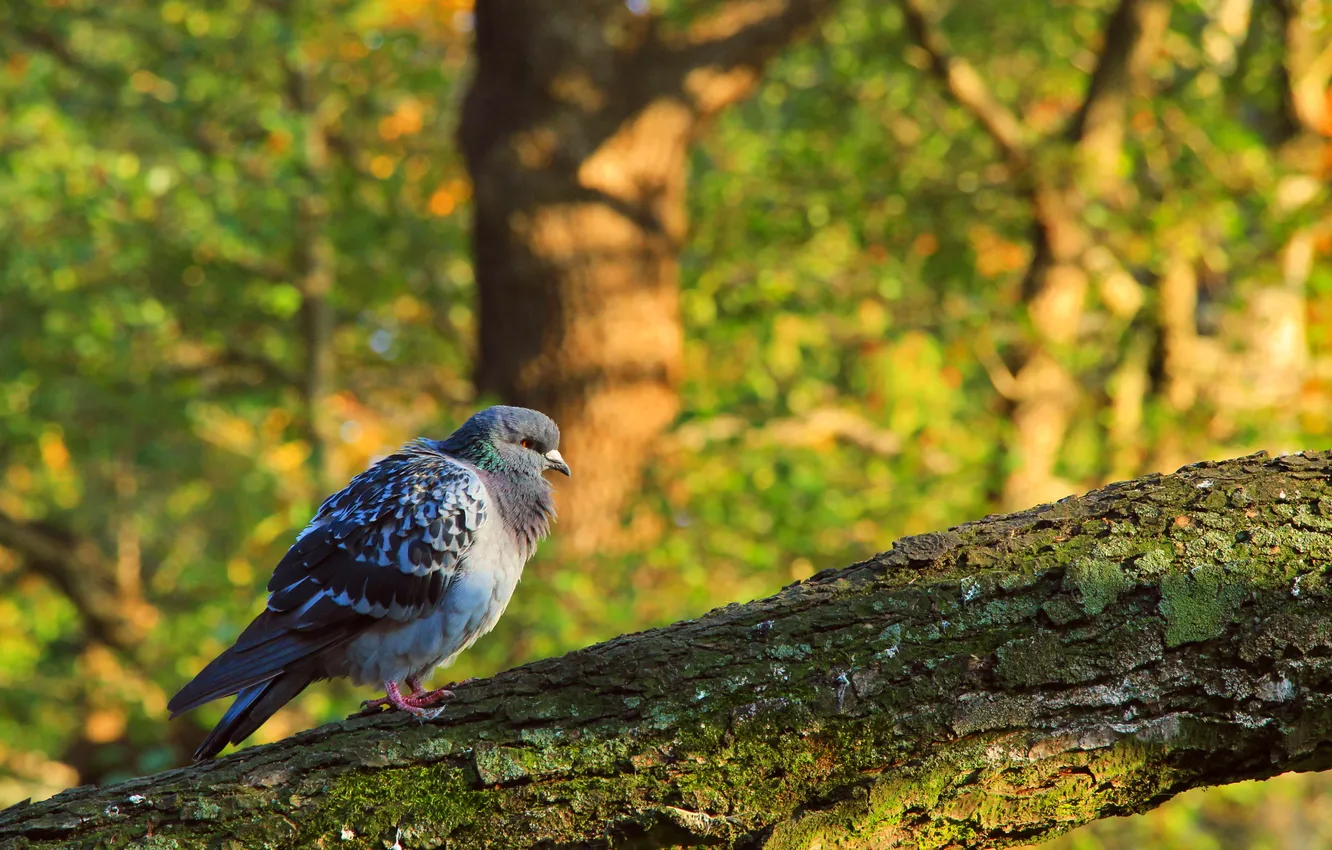 Фото обои bird, tree, pigeon