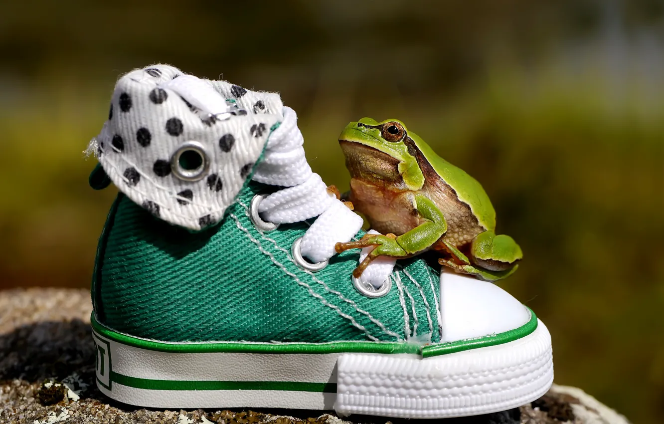 Фото обои обувь, кеды, лягушка