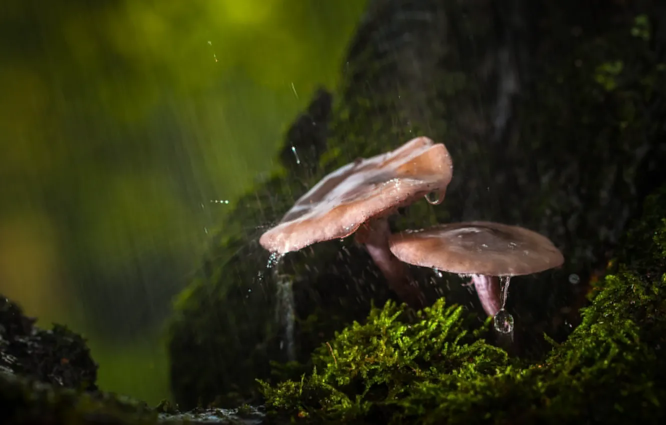 Фото обои осень, лес, капли, макро, дождь, грибы
