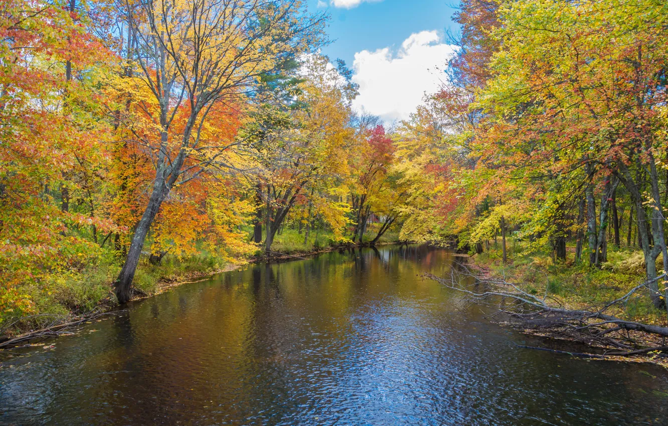 Фото обои forest, river, trees, nature, autumn