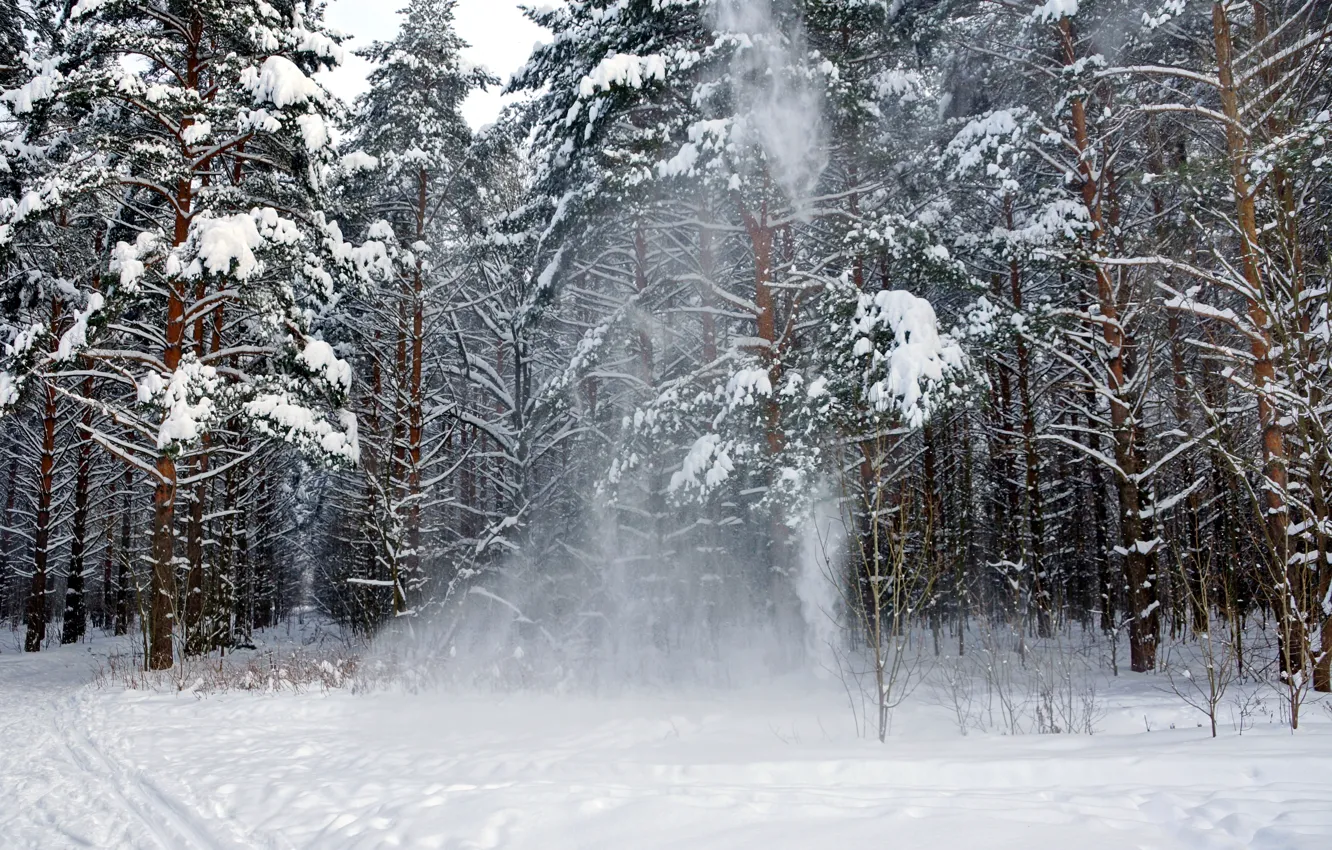 Фото обои зима, лес, снег, природа, сосны, Пейзаж