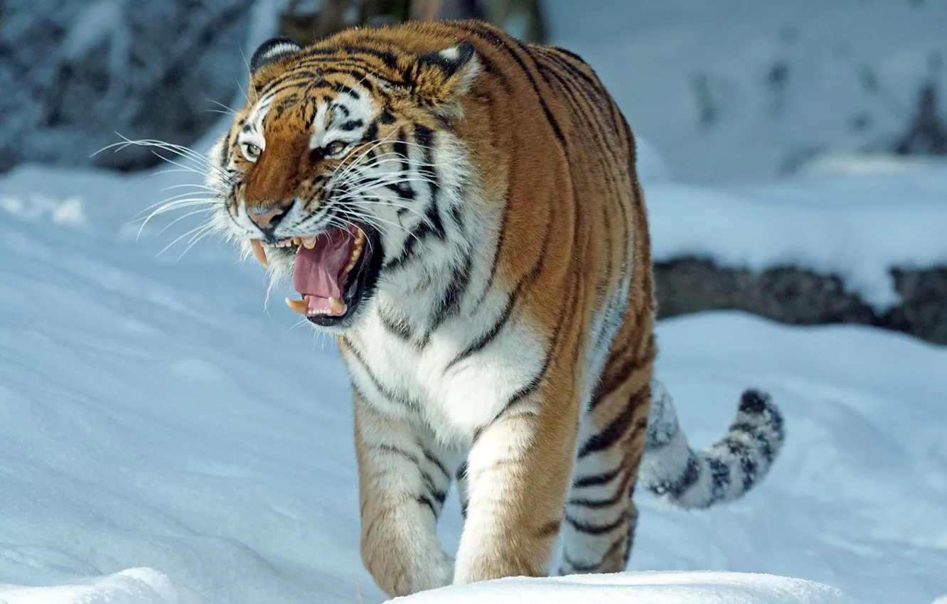 Фото обои зима, снег, тигр, хищник, пасть, оскал, амурский тигр