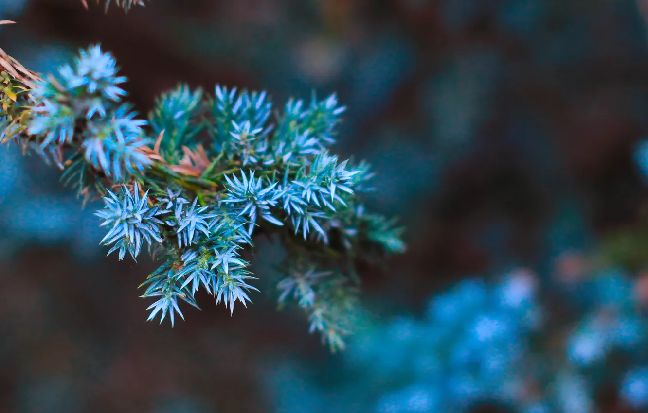 Фото обои tree, gren, twig