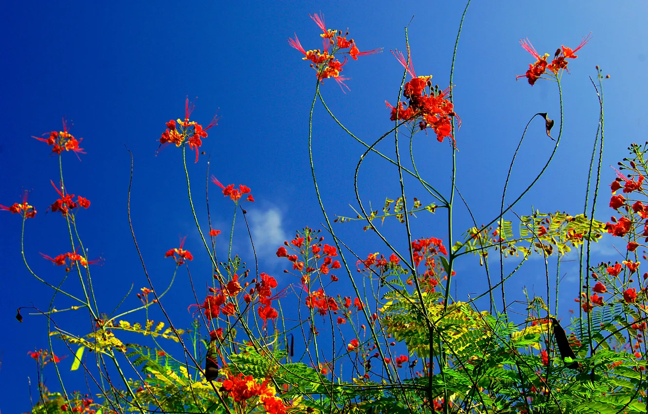 Фото обои небо, трава, листья, макро, цветы, растение