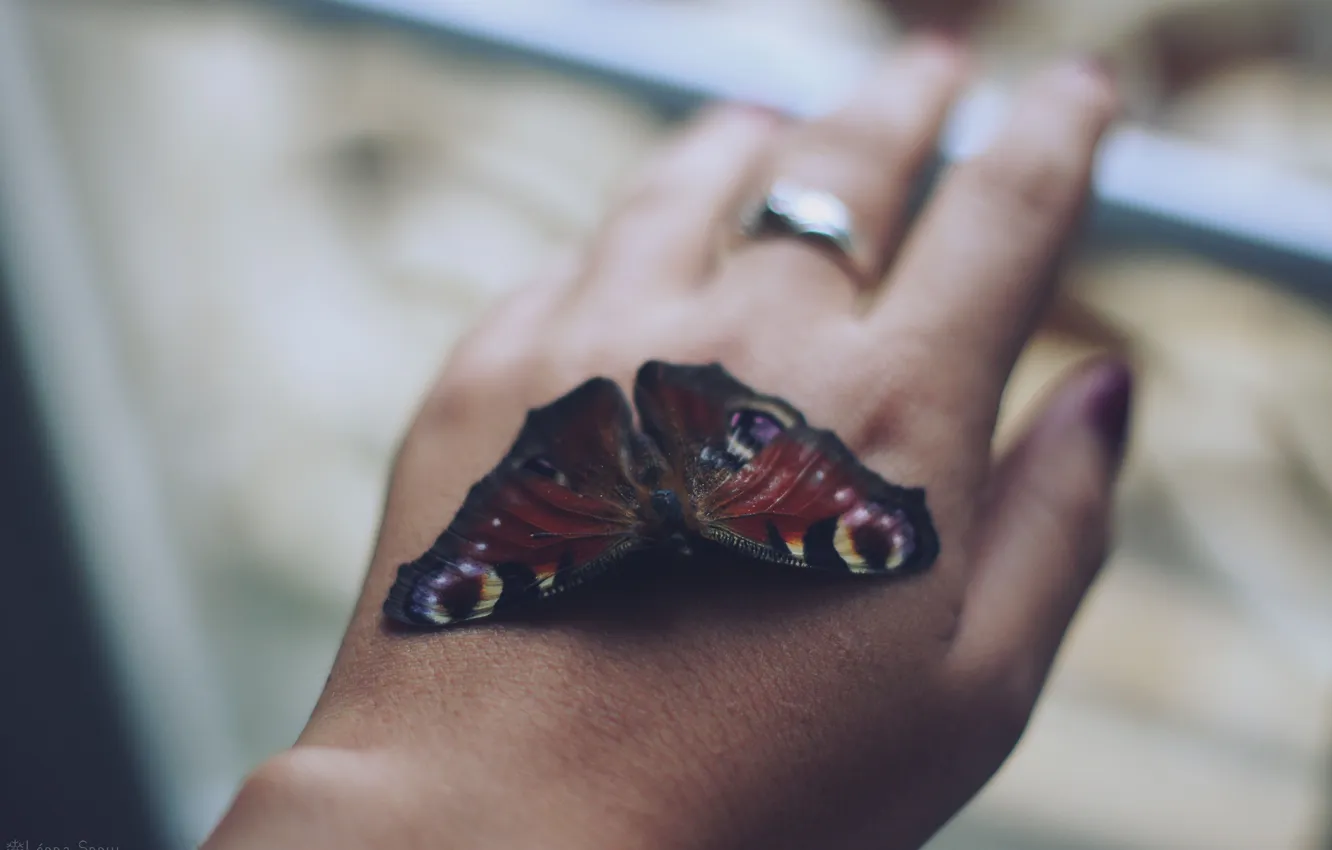 Фото обои бабочка, рука, кольцо