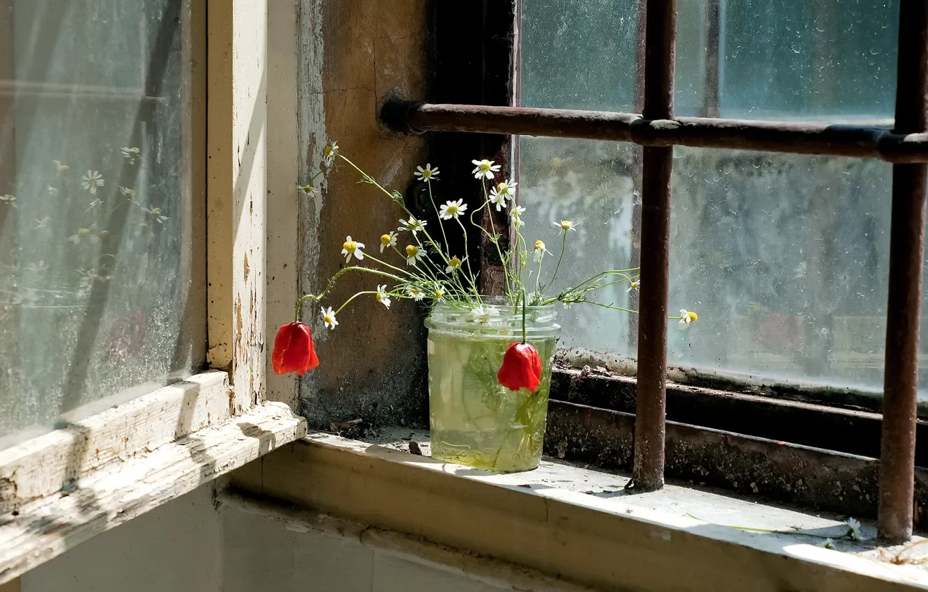 Фото обои цветы, окно, банка