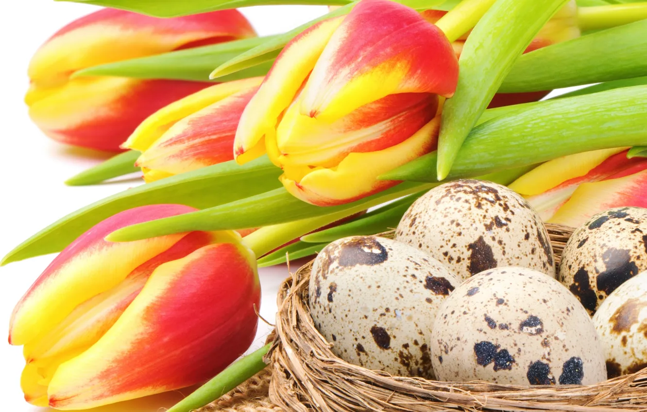 Фото обои цветы, праздник, яйца, Пасха, гнездо, тюльпаны, red, yellow