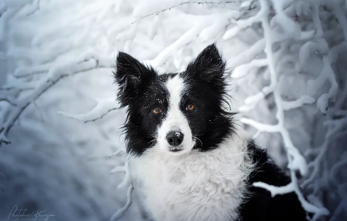 Фото обои зима, взгляд, морда, снег, ветки, собака, Бордер-колли, Екатерина Кикоть