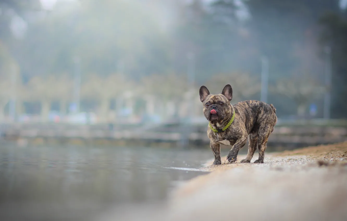 Фото обои вода, собака, французский бульдог