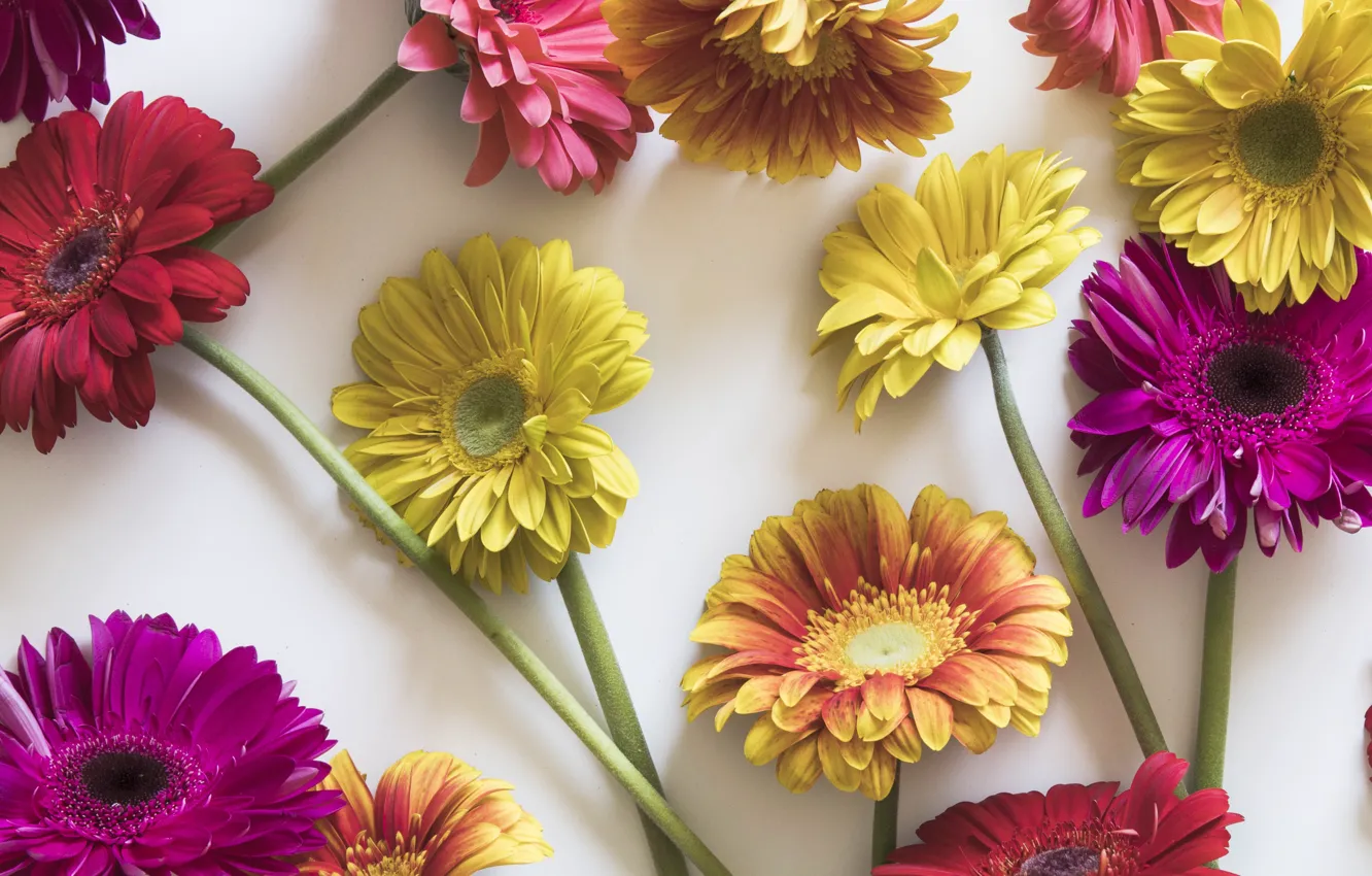 Фото обои цветы, colorful, герберы, pink, flowers, spring, gerbera