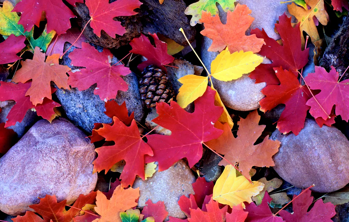 Фото обои осень, листья, Камни, клён, шишки