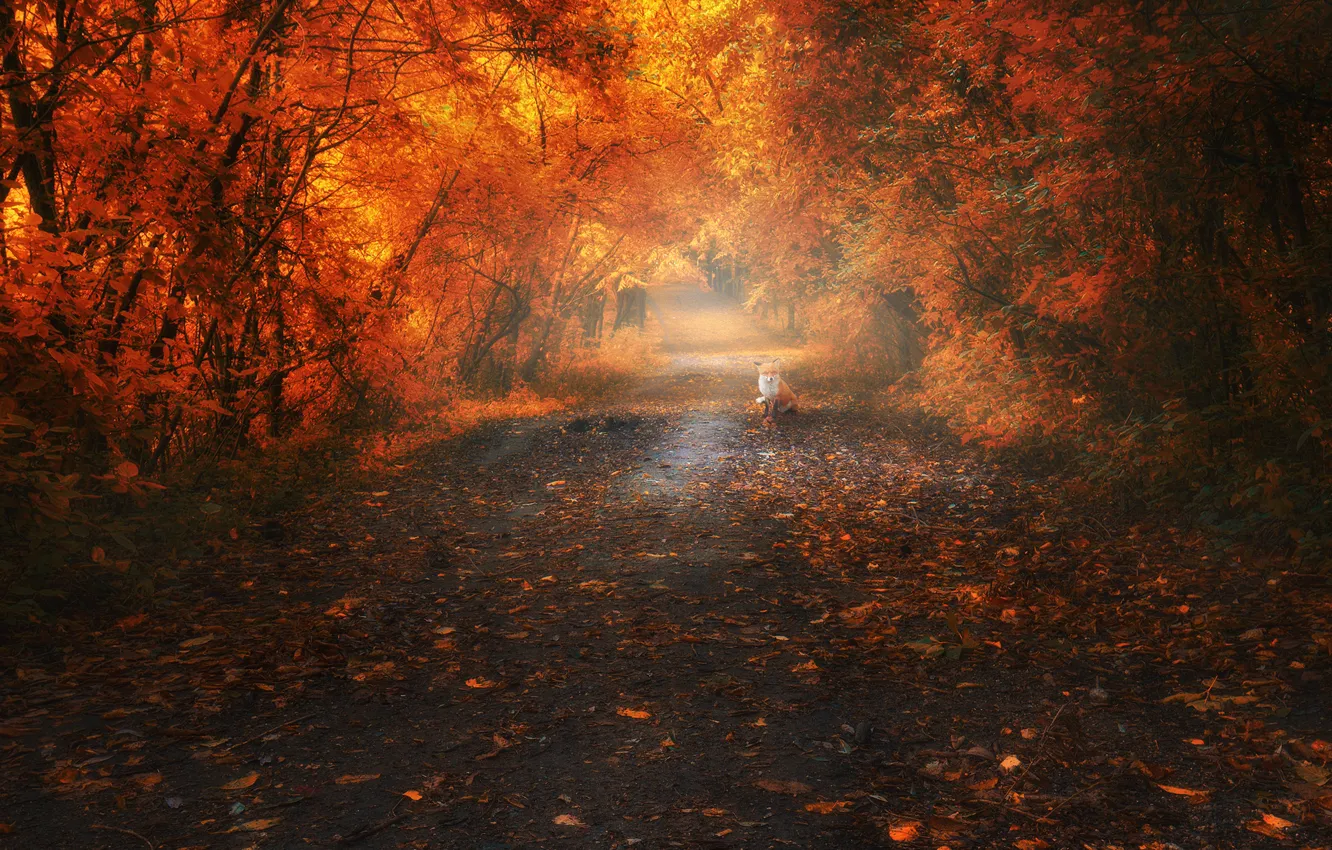 Фото обои дорога, осень, лес, листья, деревья, пейзаж, ветки, туман