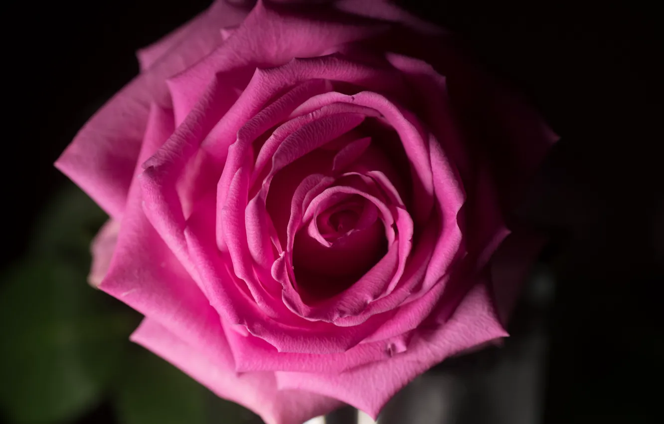 Фото обои макро, роза, цвет, красивая
