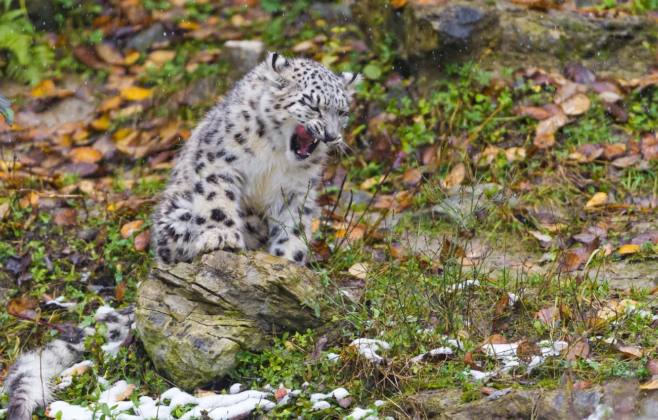 Фото обои осень, кошка, листья, снег, котенок, камень, ирбис, снежный барс