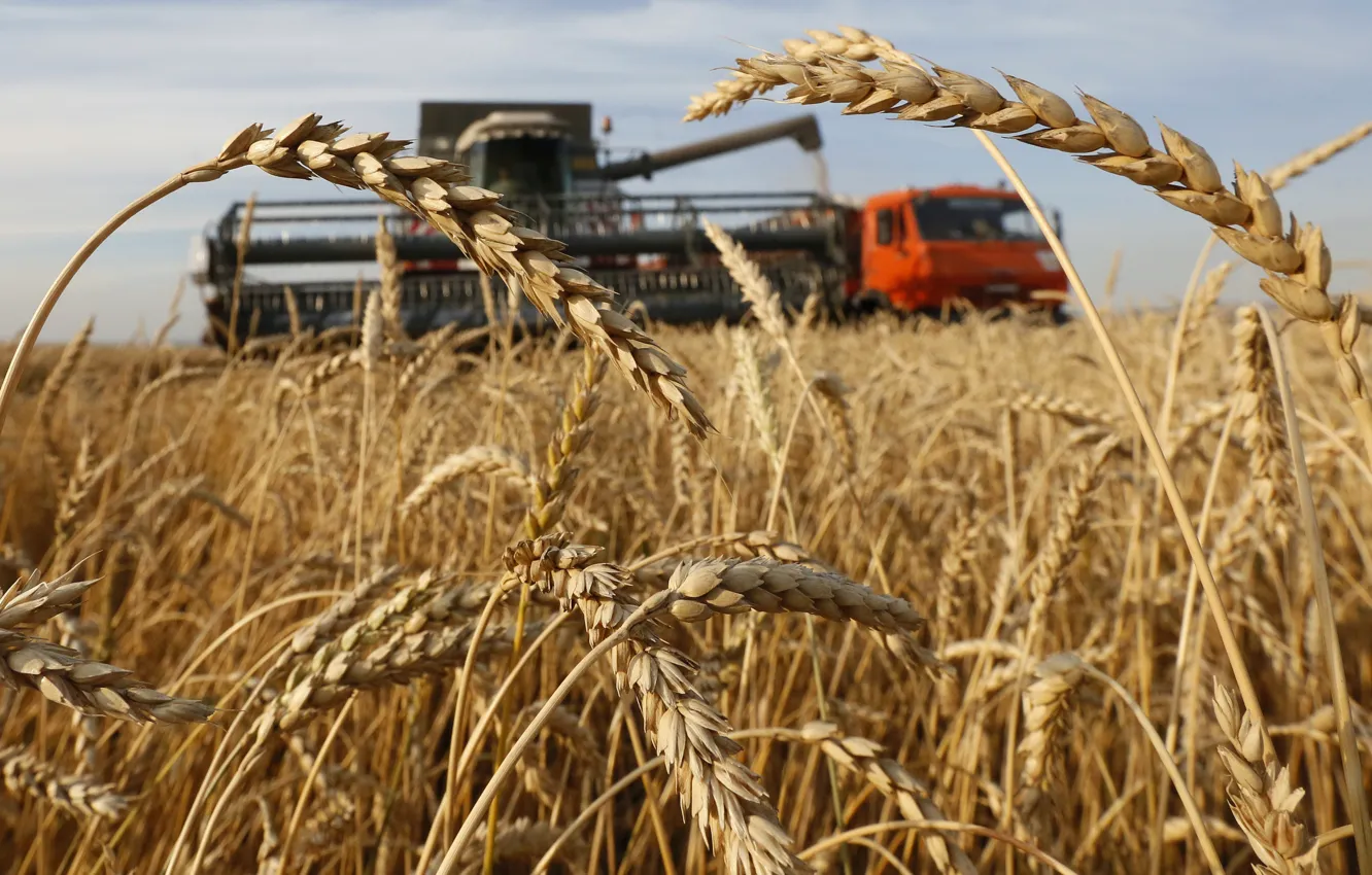 Фото обои пшеница, поле, комбайн, уборка урожая, village of Solgon, combine harvester