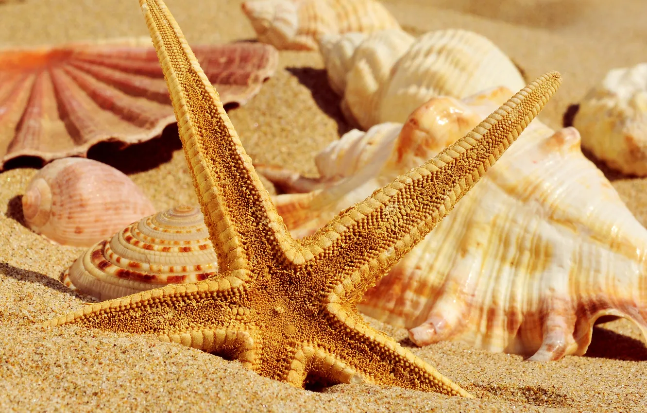 Фото обои песок, лето, ракушки, морская звезда