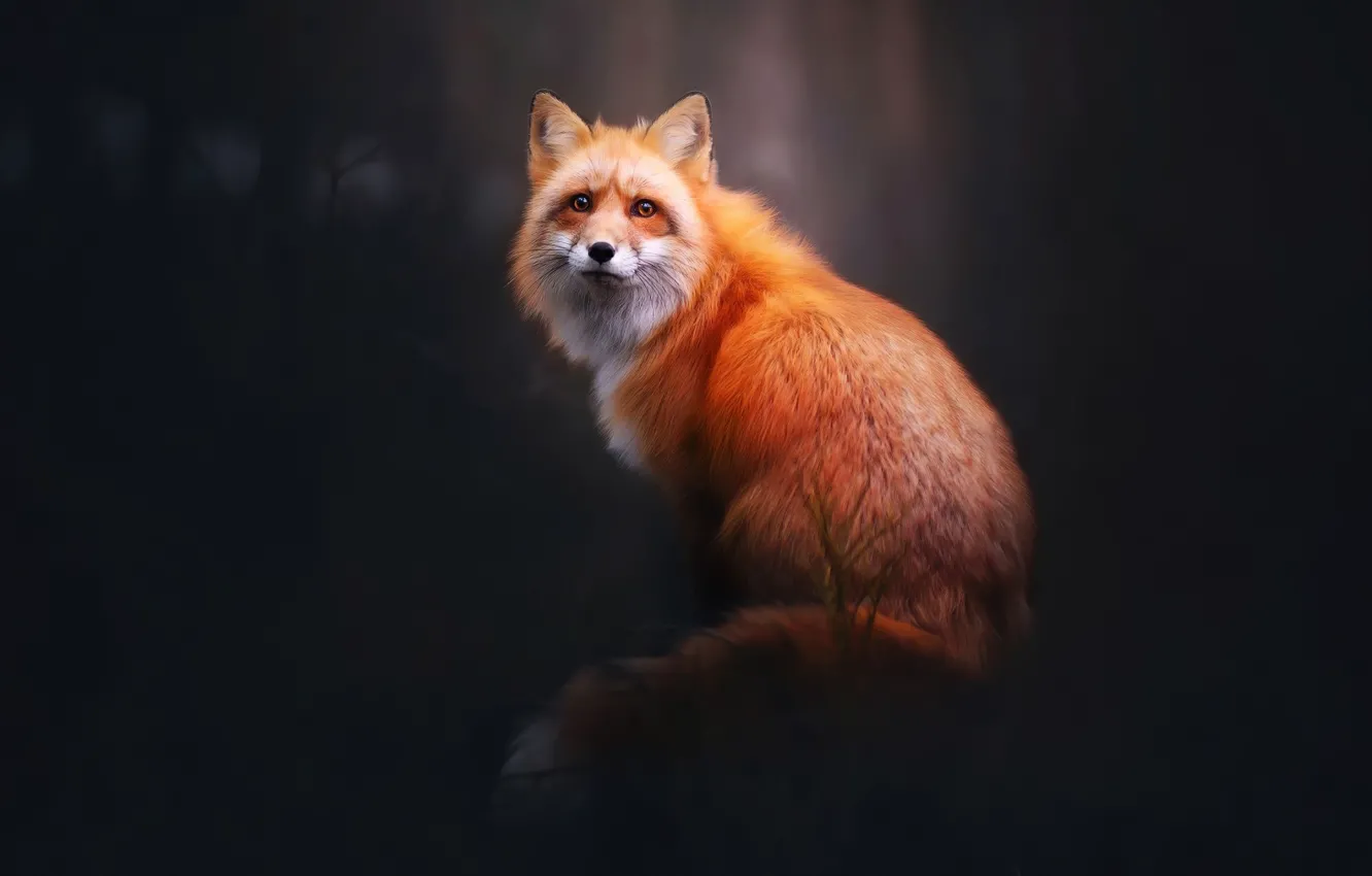 Фото обои fox, animals, wildlife, red fox