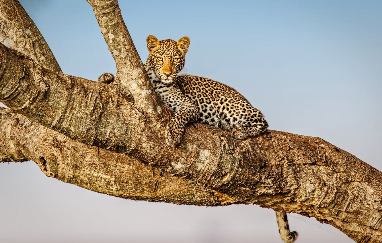 Фото обои Leopard, Africa, Kenya, Masai Mara, Musiara Marsh
