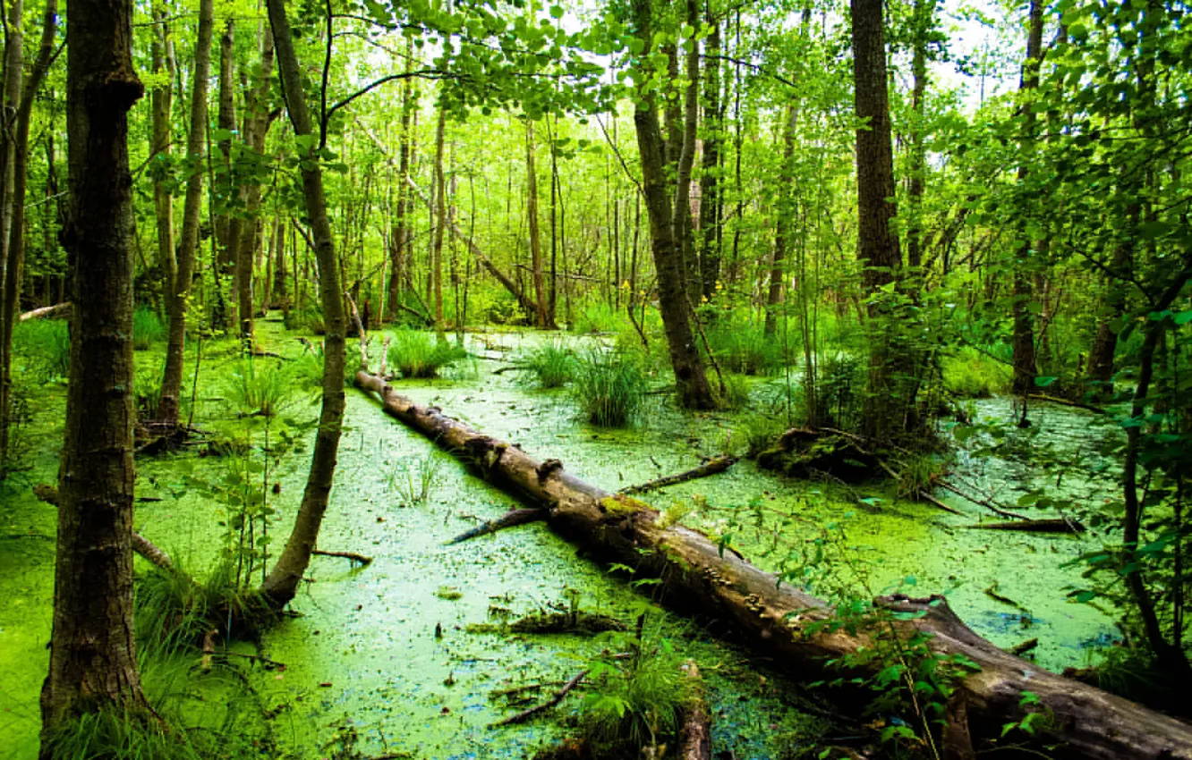 Фото обои лес, болото, бревно