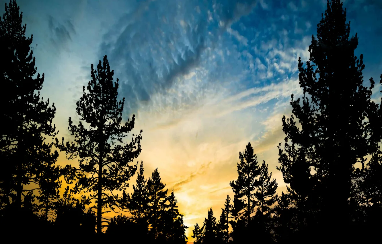 Фото обои sky, sunset, sun, silhouette of tree