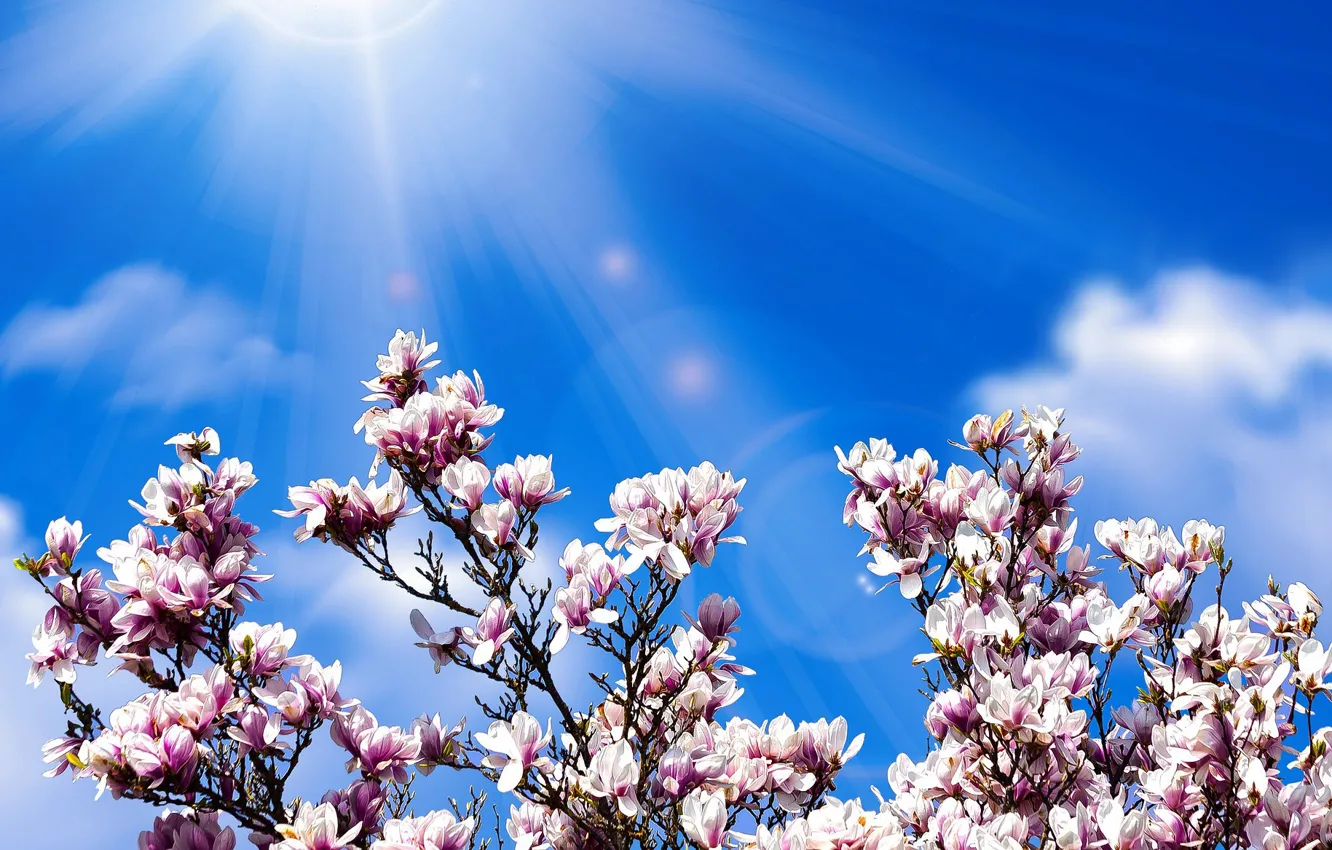 Фото обои солнце, весна, лепестки, цветение, магнолия