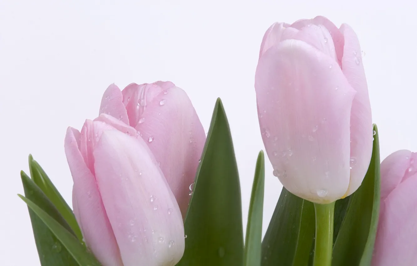 Фото обои нежность, Тюльпаны, росса