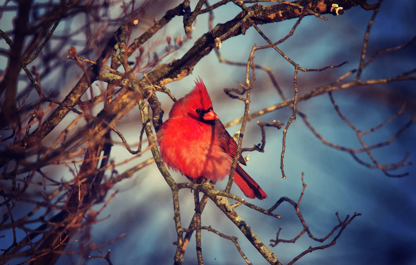 Фото обои осень, птица, ветка, красная, bird, winter, кардинал, wildlife