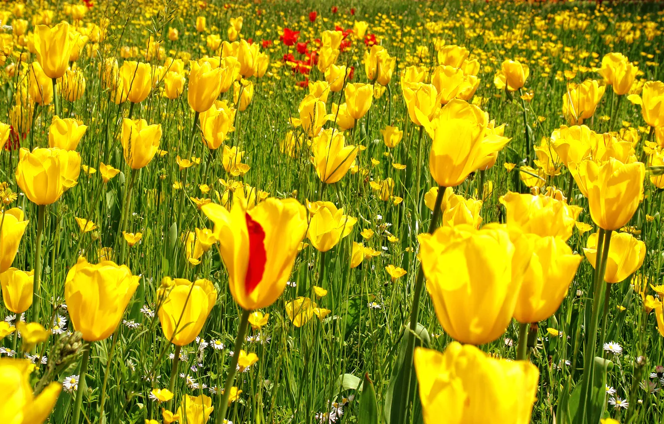 Фото обои поле, трава, цветы, жёлтый, фото, сад, тюльпаны