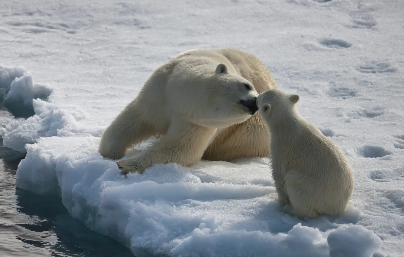 Фото обои лёд, медведи, север