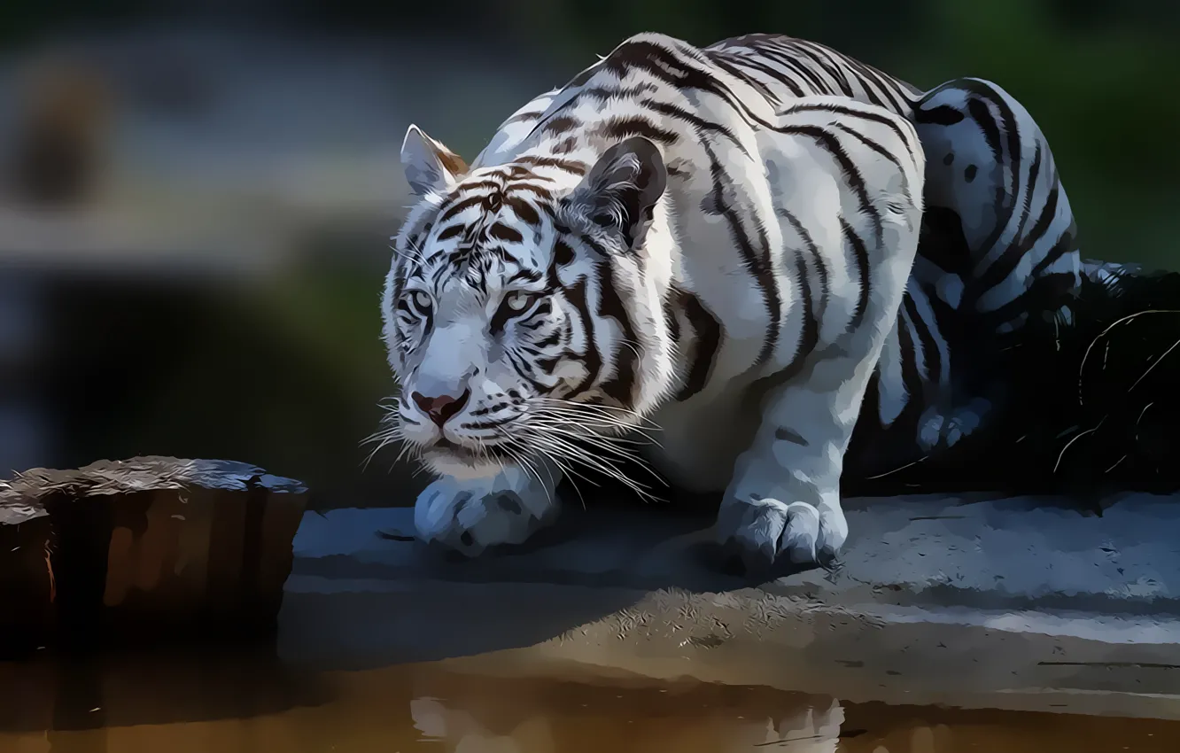 Фото обои взгляд, природа, хищник, белый тигр