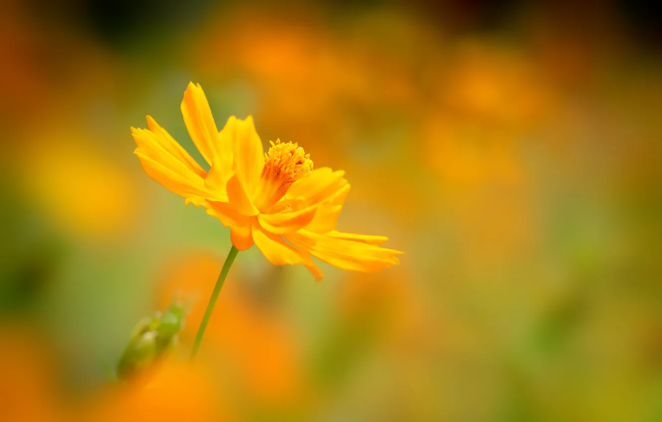 Фото обои цветок, фон, размытость, желтая, космея