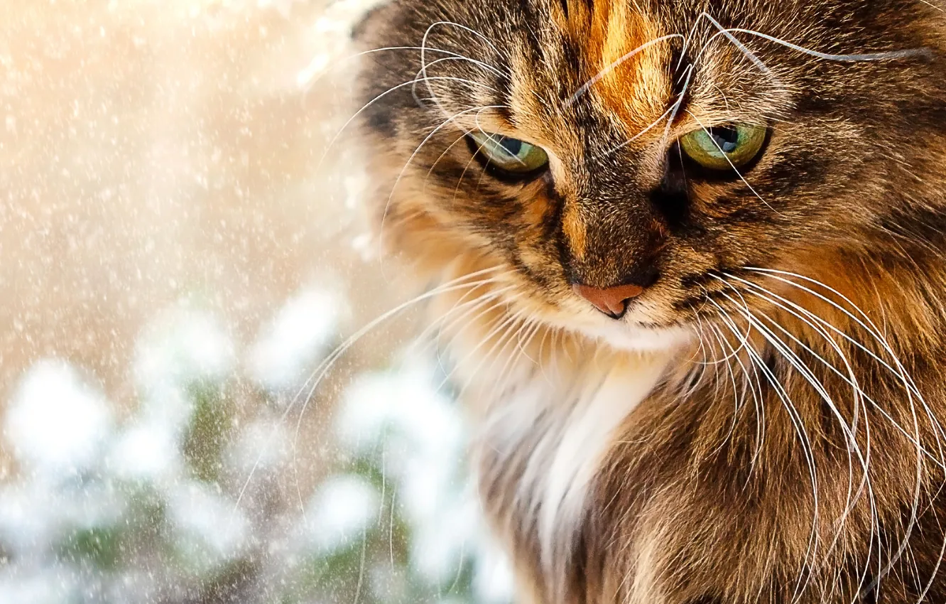 Фото обои зима, кошка, кот, усы, взгляд, снег, поза, портрет