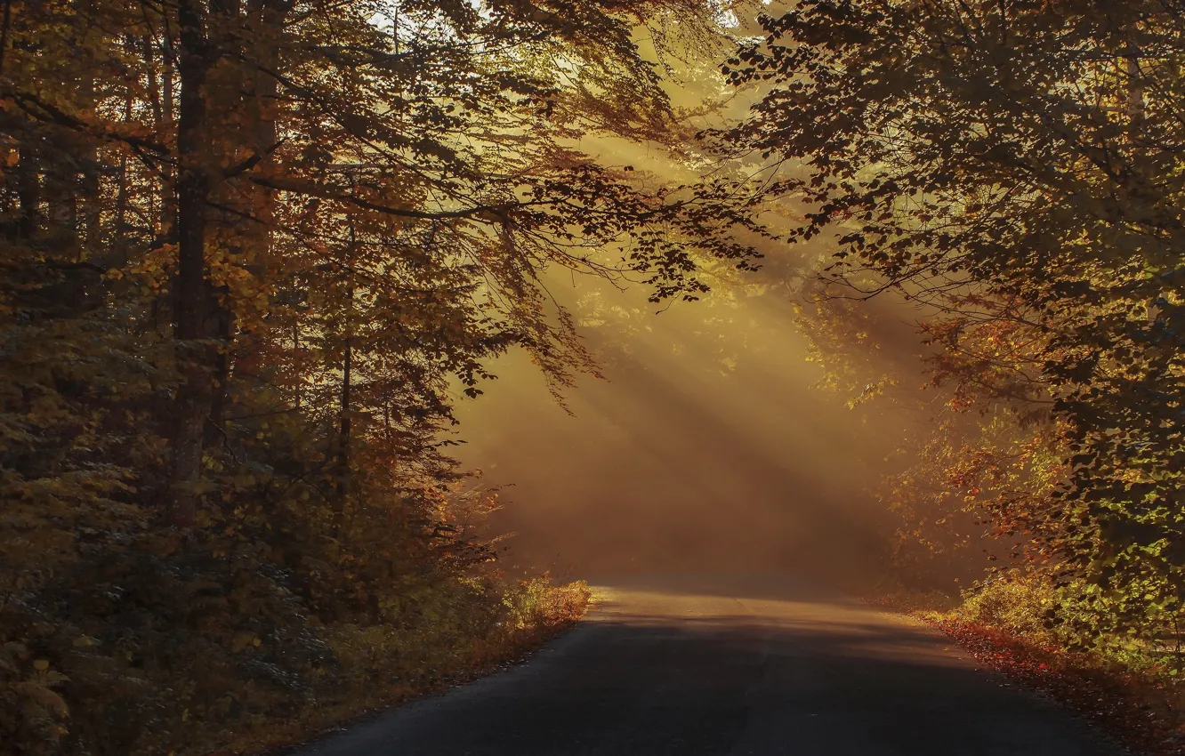 Фото обои дорога, осень, лес, свет, ветки, туман, парк, листва