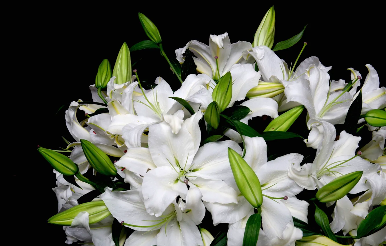 Фото обои лилии, букет, белые, чёрный фон