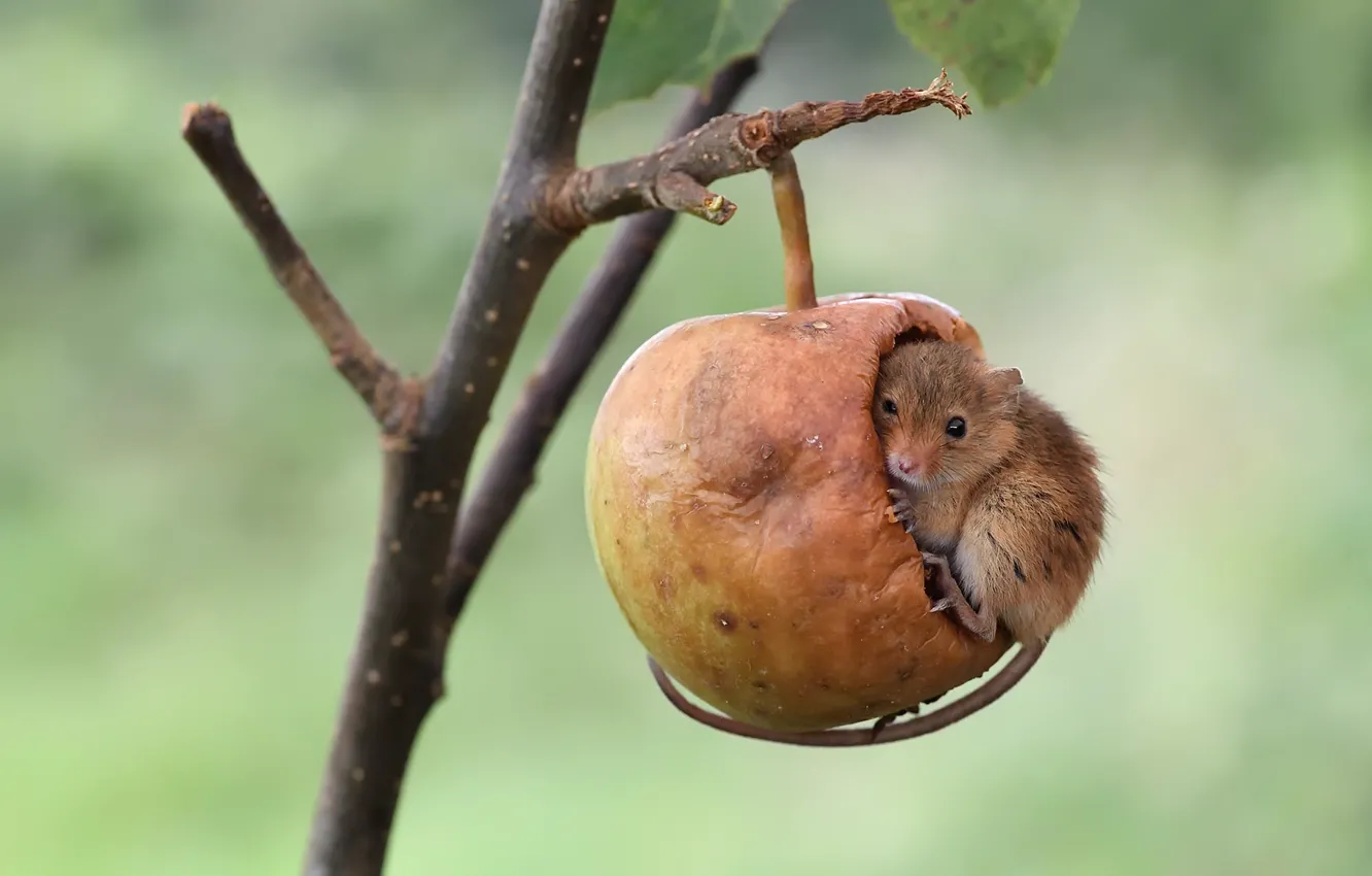 Фото обои яблоко, ветка, мышка, мышь-малютка