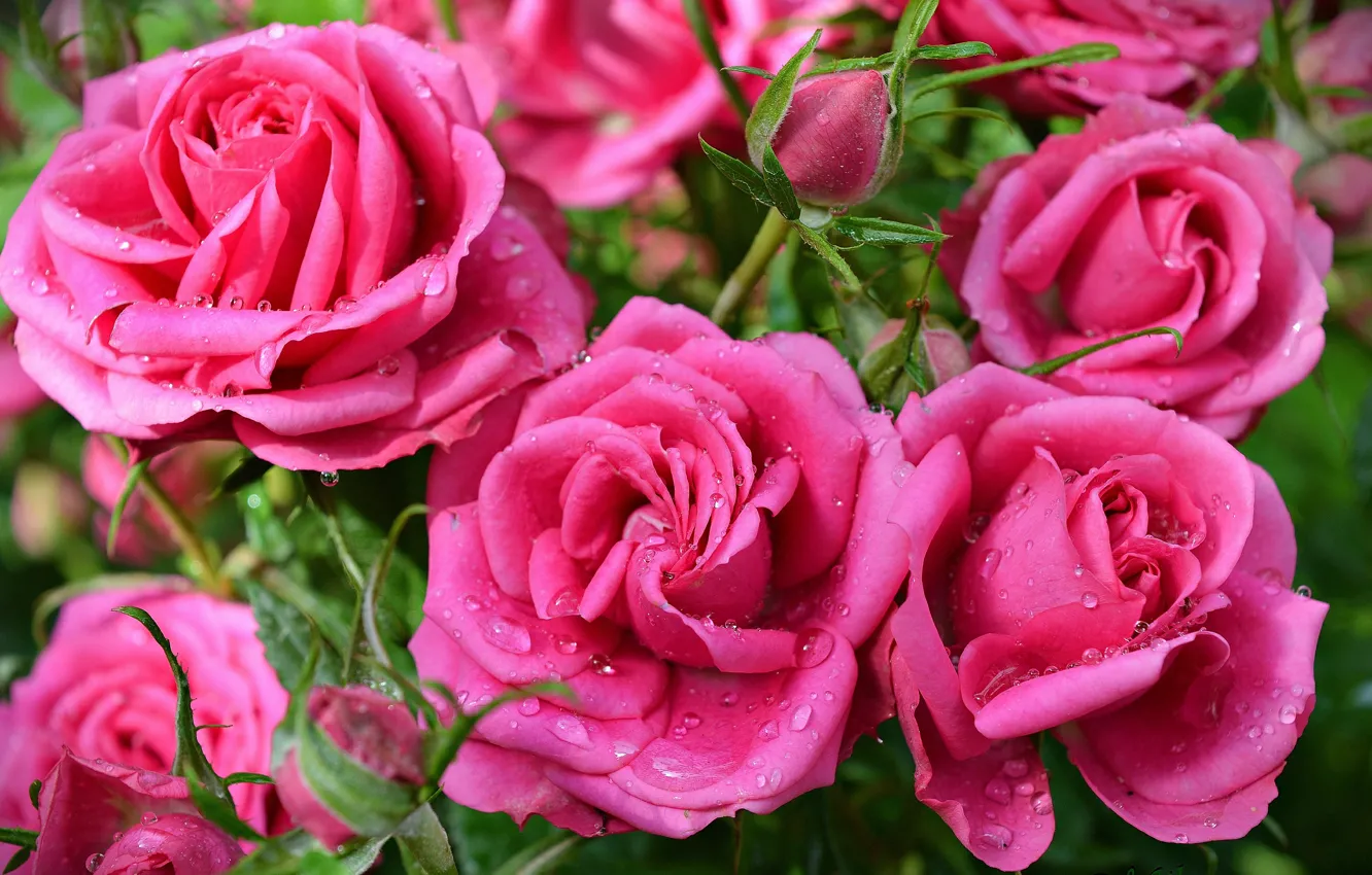 Фото обои Капли, Drops, Pink roses, Розовые розы